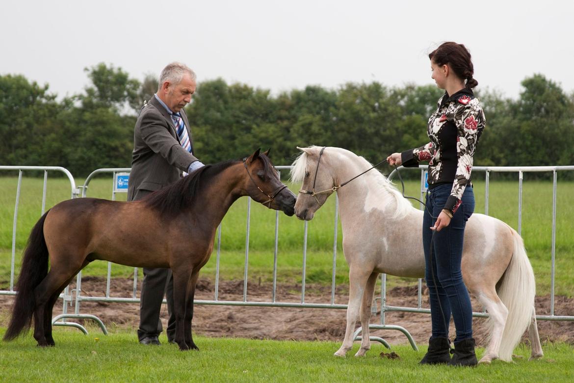 Amerikansk Miniature The Entertainer - Mælkebøtte og res. supremen. Sidste års supreme champion. 
Foto: K-pictures billede 4