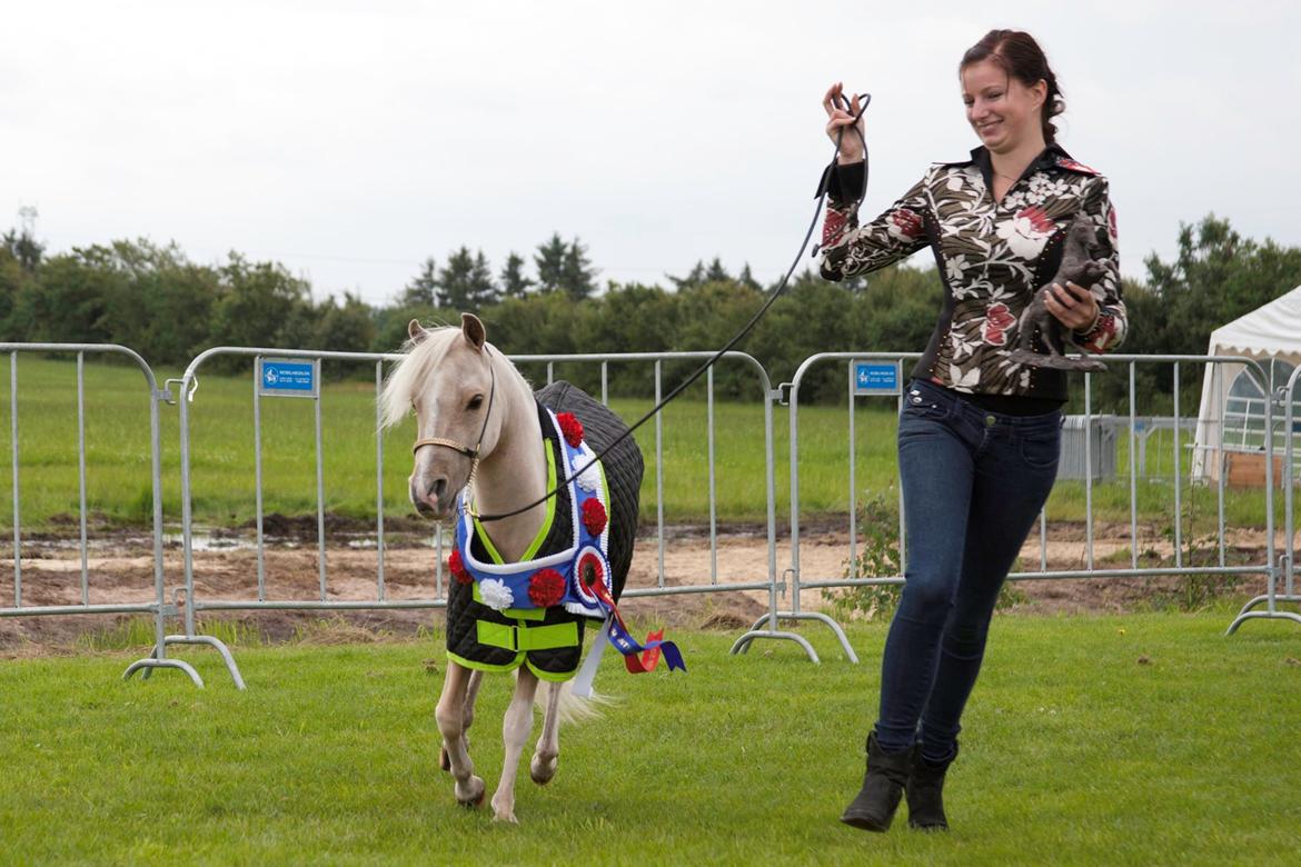 Amerikansk Miniature The Entertainer - AMATEUR SUPREME CHAMPION DENMARK 2012
Foto: K-pictures billede 3