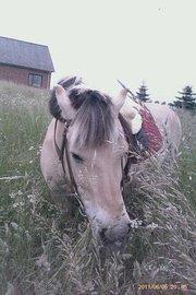 Fjordhest Nella billede 1