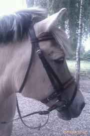 Fjordhest Nella billede 4