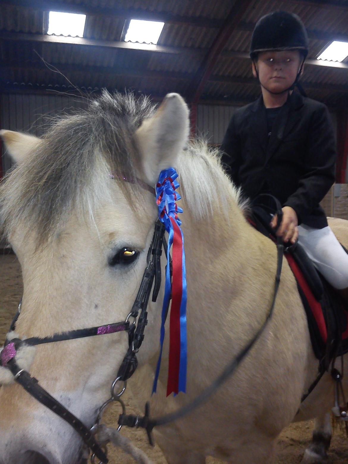 Fjordhest Nella billede 9