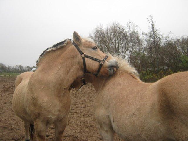 Fjordhest Nella billede 10