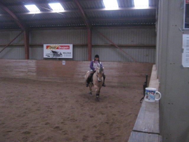 Fjordhest Nella billede 11