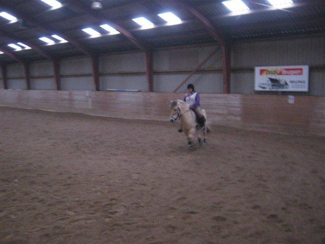 Fjordhest Nella billede 12