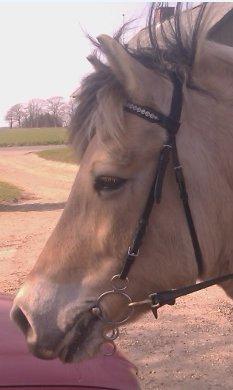 Fjordhest Nella billede 13