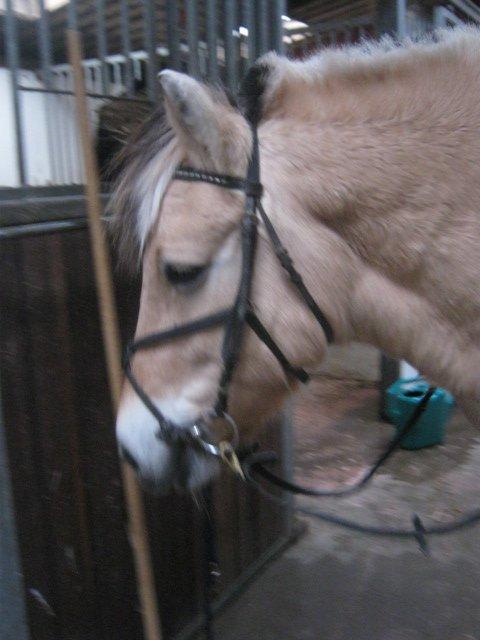 Fjordhest Nella billede 5