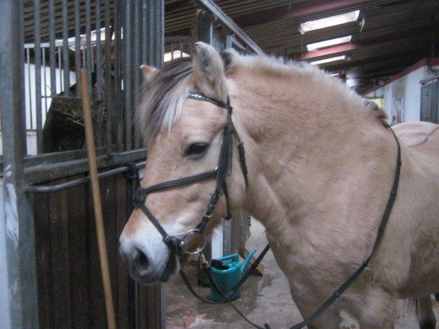 Fjordhest Nella billede 3