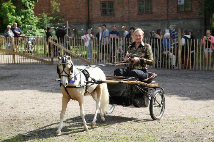 Amerikansk Miniature ***Entertainer*** - MHCE Swedish International 2012 billede 16