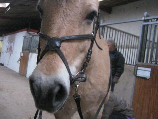 Fjordhest Nella billede 2