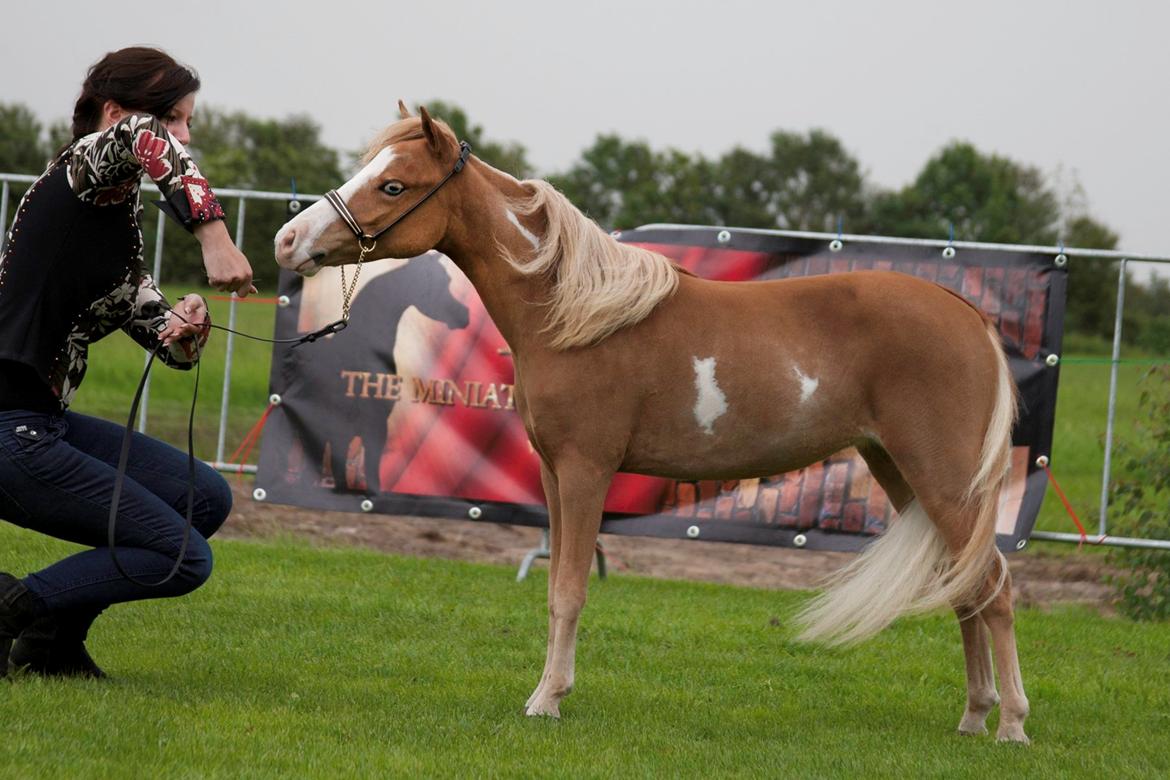 Amerikansk Miniature Søglimts LB Red Rose - Foto: K-pictures.com billede 2