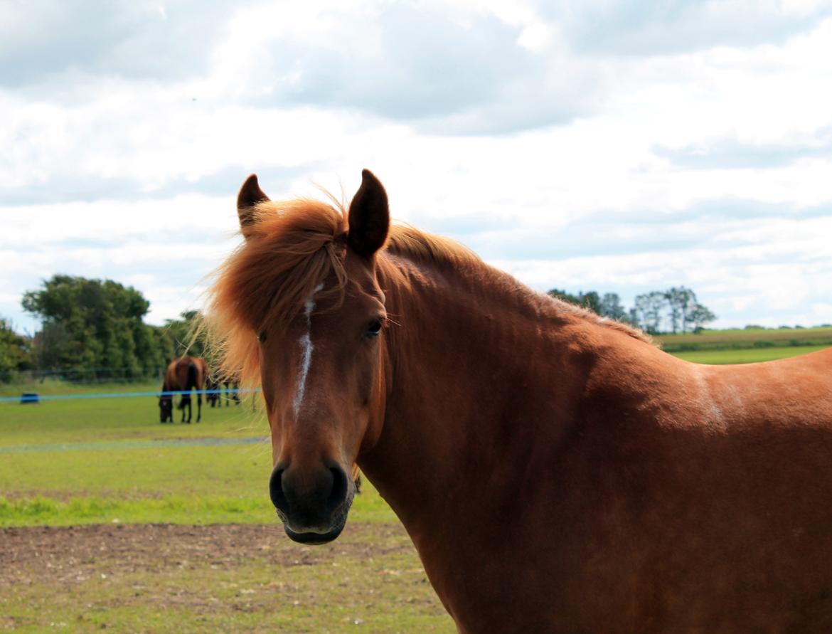 Anden særlig race Chanel - Min smukke pony <3 billede 4