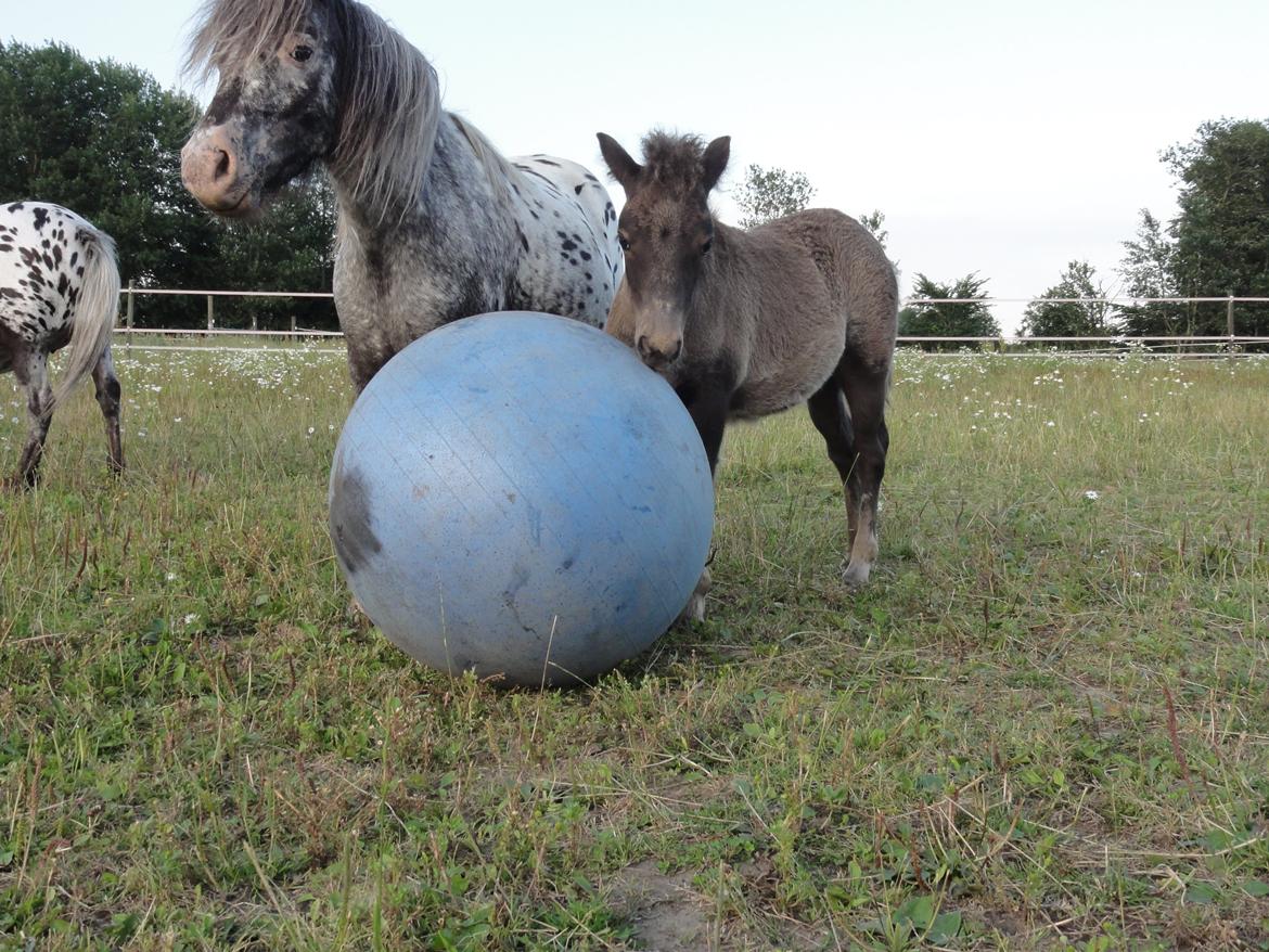 Knabstrupper Kastanielund's Cutey billede 1