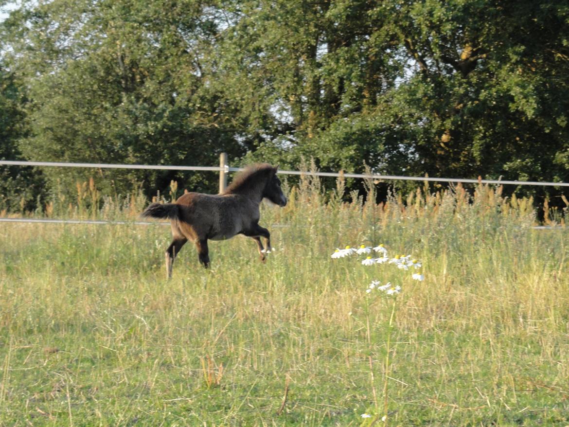 Knabstrupper Kastanielund's Cutey billede 2