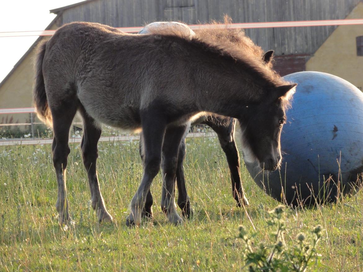 Knabstrupper Kastanielund's Cutey billede 3