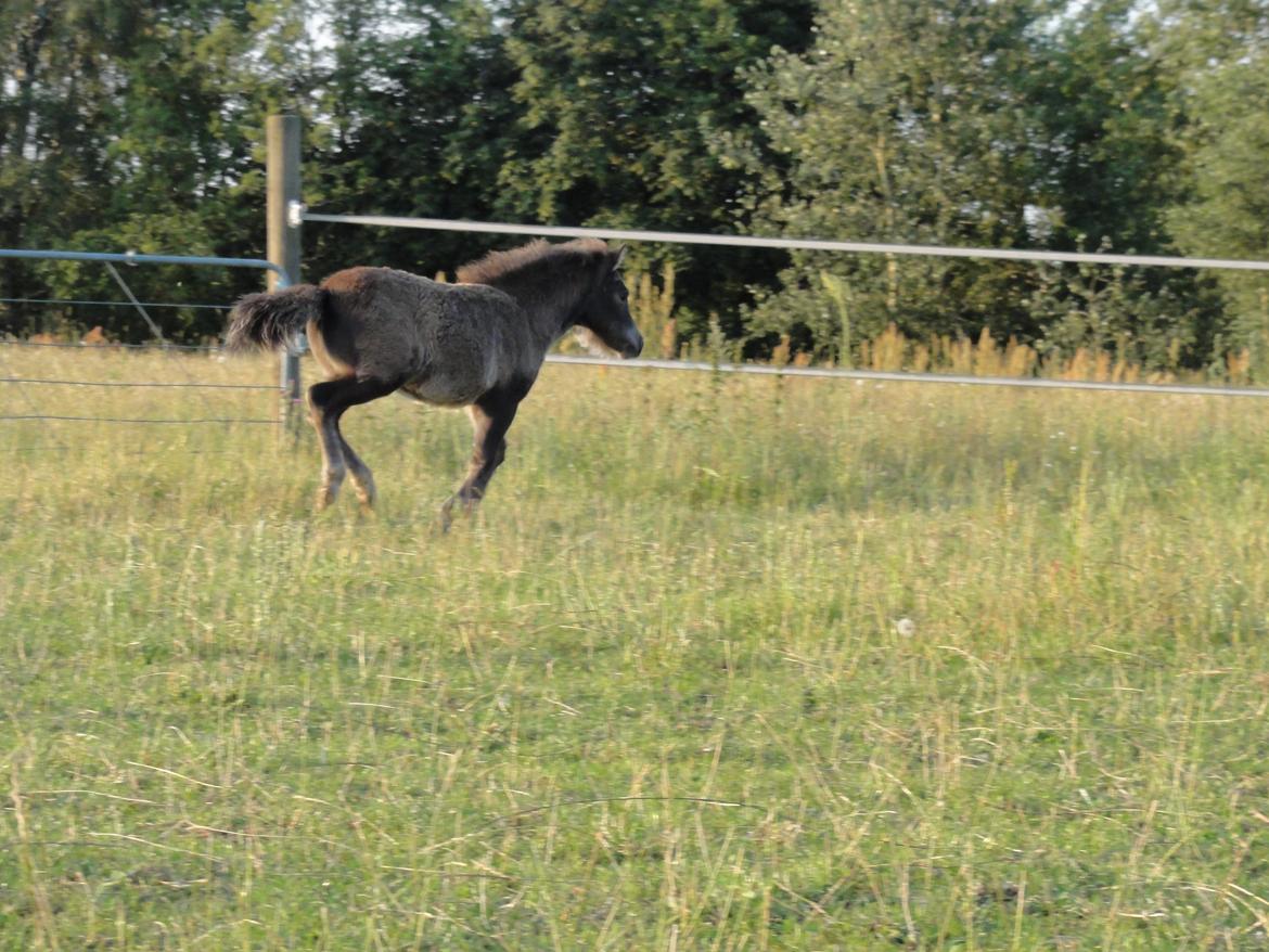 Knabstrupper Kastanielund's Cutey billede 4