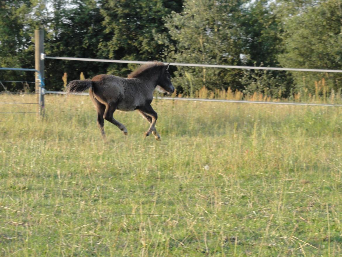 Knabstrupper Kastanielund's Cutey billede 5