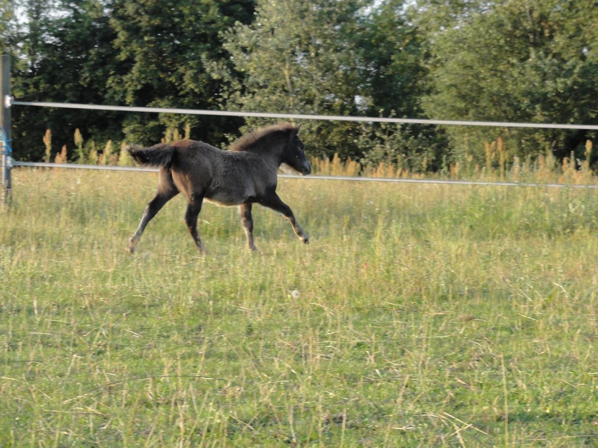 Knabstrupper Kastanielund's Cutey billede 6