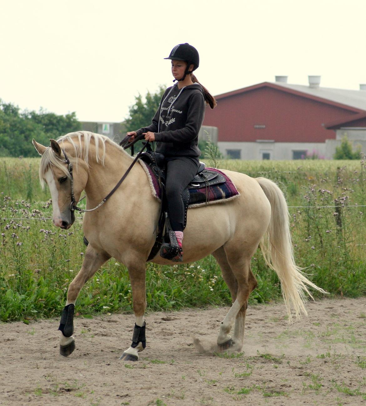 Palomino Golden candy - At forstå hinanden er ikke så vigtigt som, at acceptere hinanden . billede 8