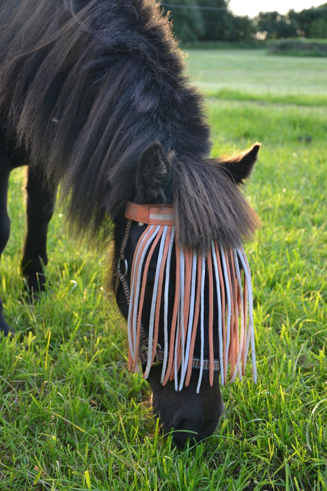 Shetlænder Lakrids - Velkommmen til Felines Profil :)  billede 1