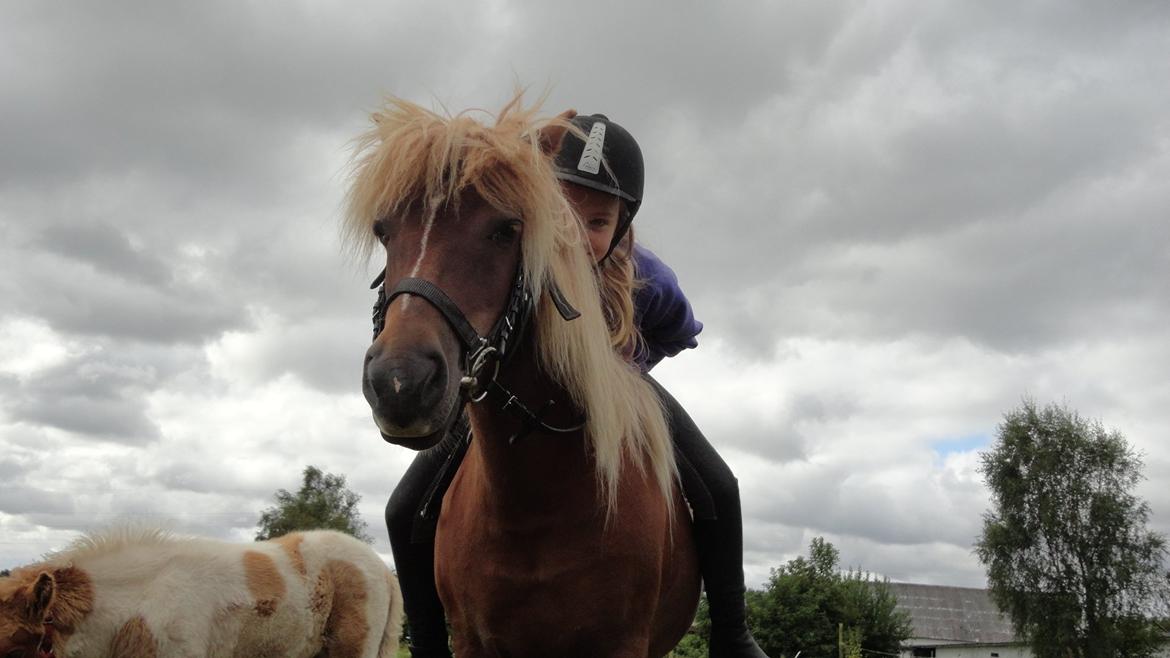 Islænder Nuser  billede 2