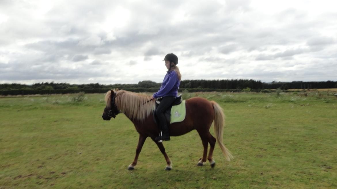 Islænder Nuser  billede 3