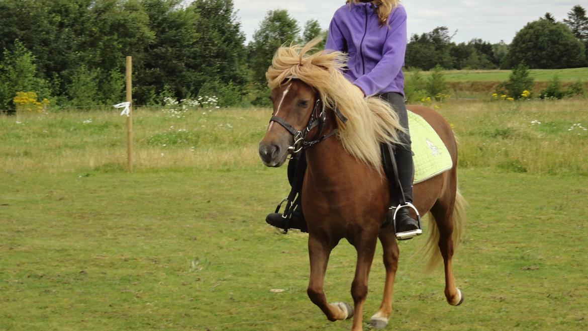 Islænder Nuser  billede 4