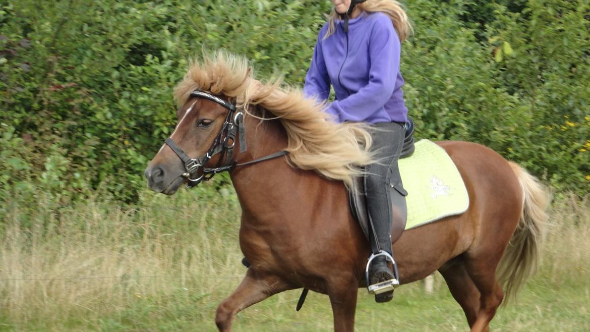 Islænder Nuser  billede 5