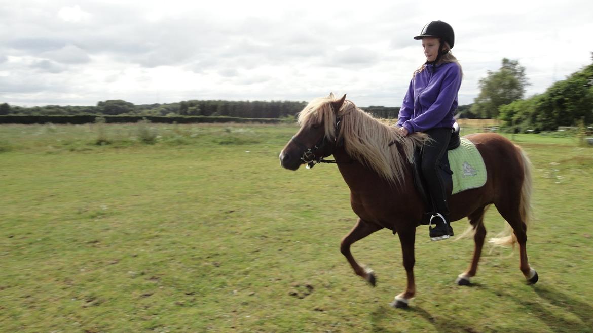 Islænder Nuser  billede 6