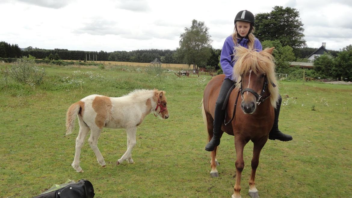 Islænder Nuser  billede 8