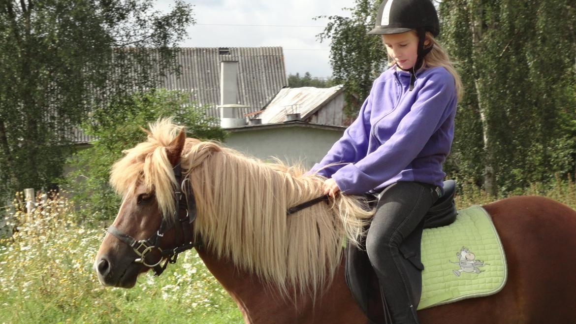 Islænder Nuser  billede 10