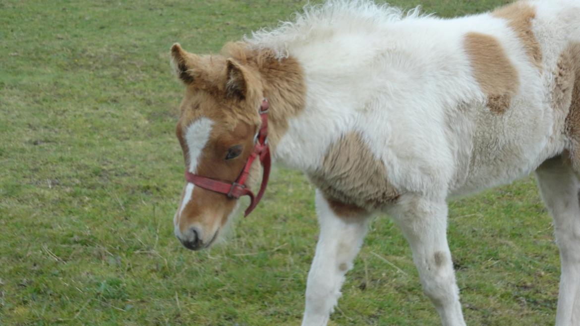 Islænder Jødis billede 1