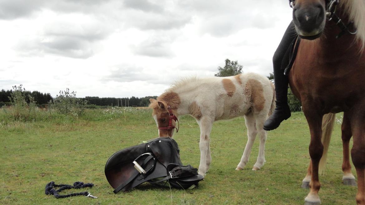 Islænder Jødis billede 2