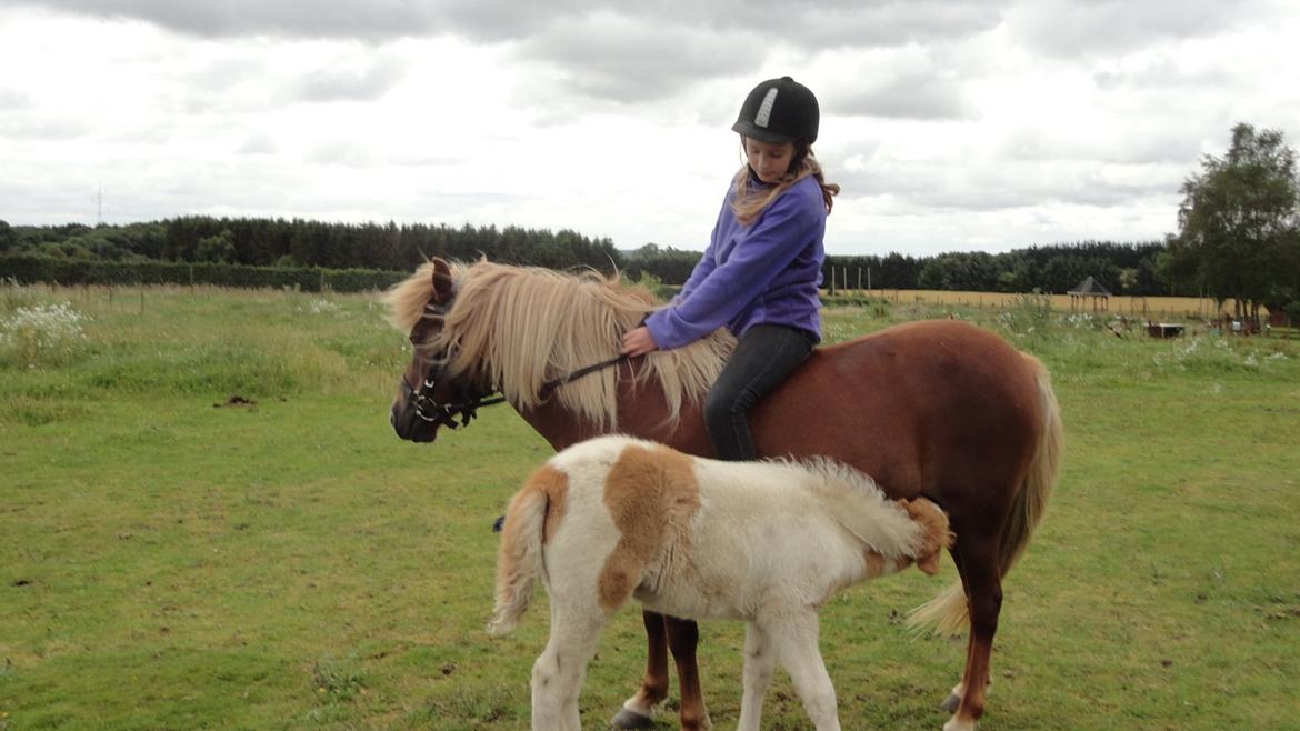 Islænder Jødis billede 3