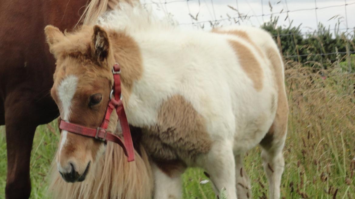Islænder Jødis billede 4