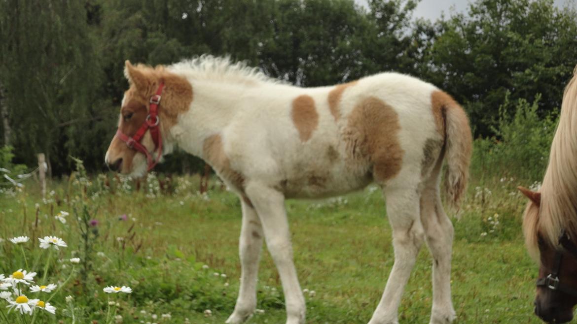 Islænder Jødis billede 5