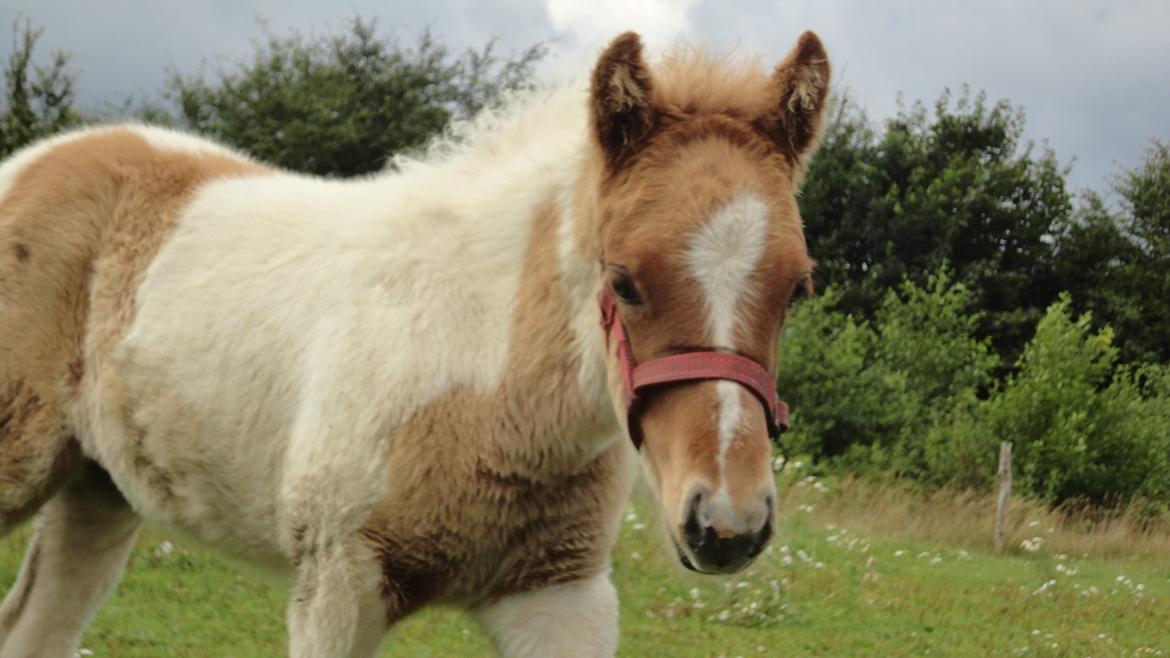 Islænder Jødis billede 6