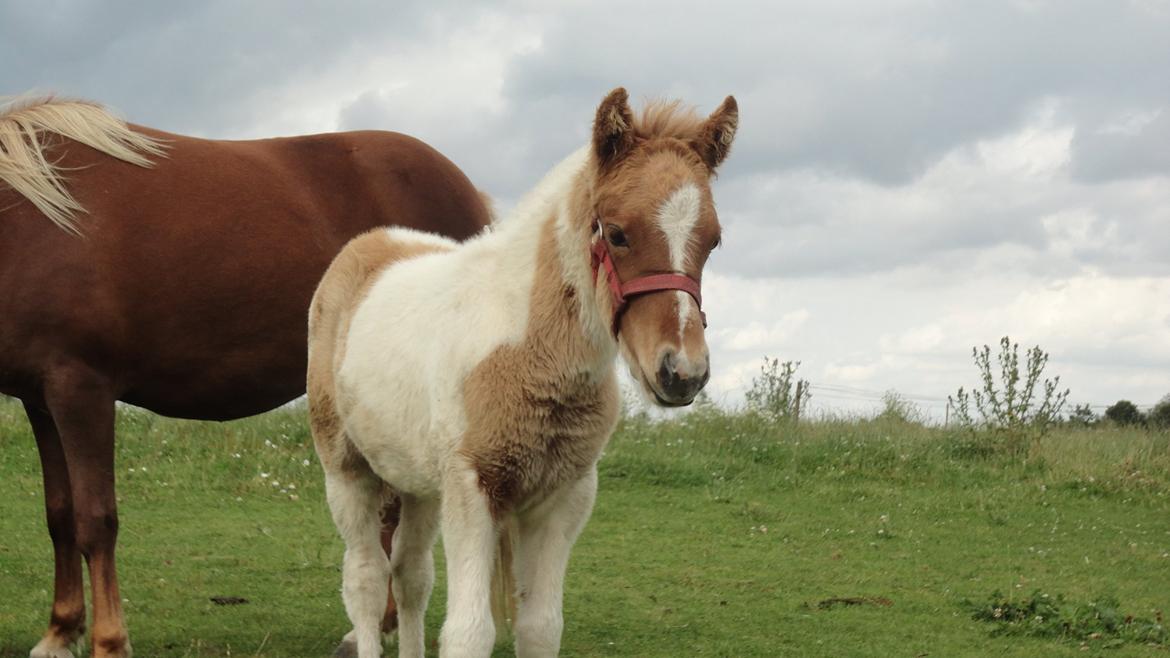Islænder Jødis billede 7