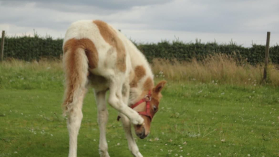 Islænder Jødis billede 8
