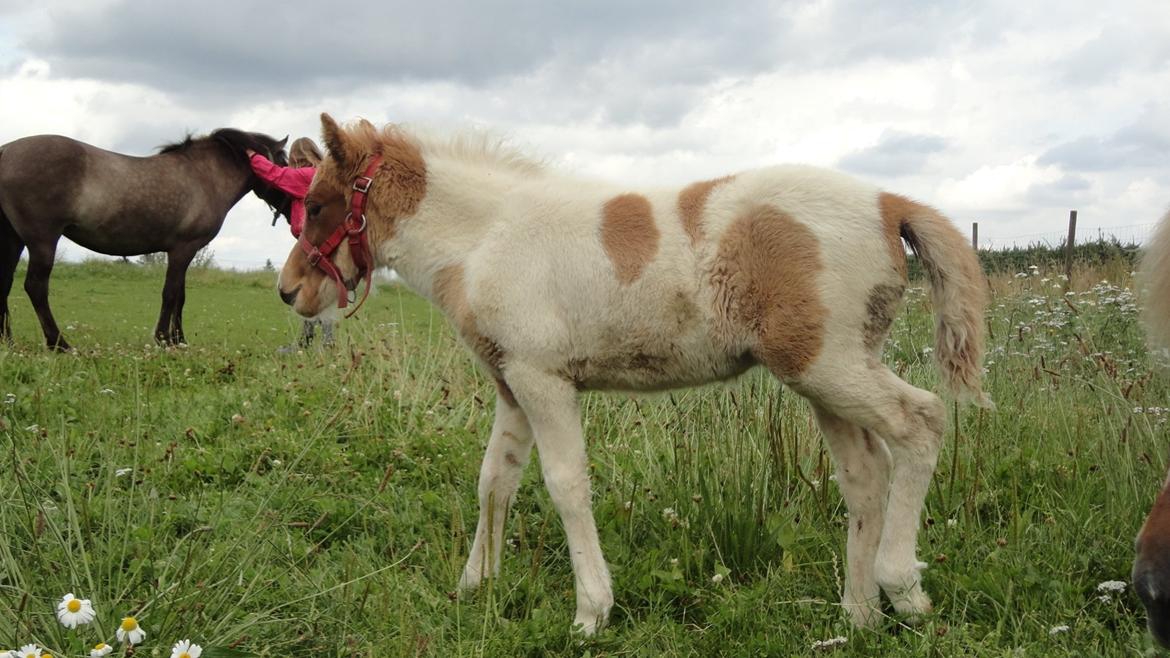 Islænder Jødis billede 9