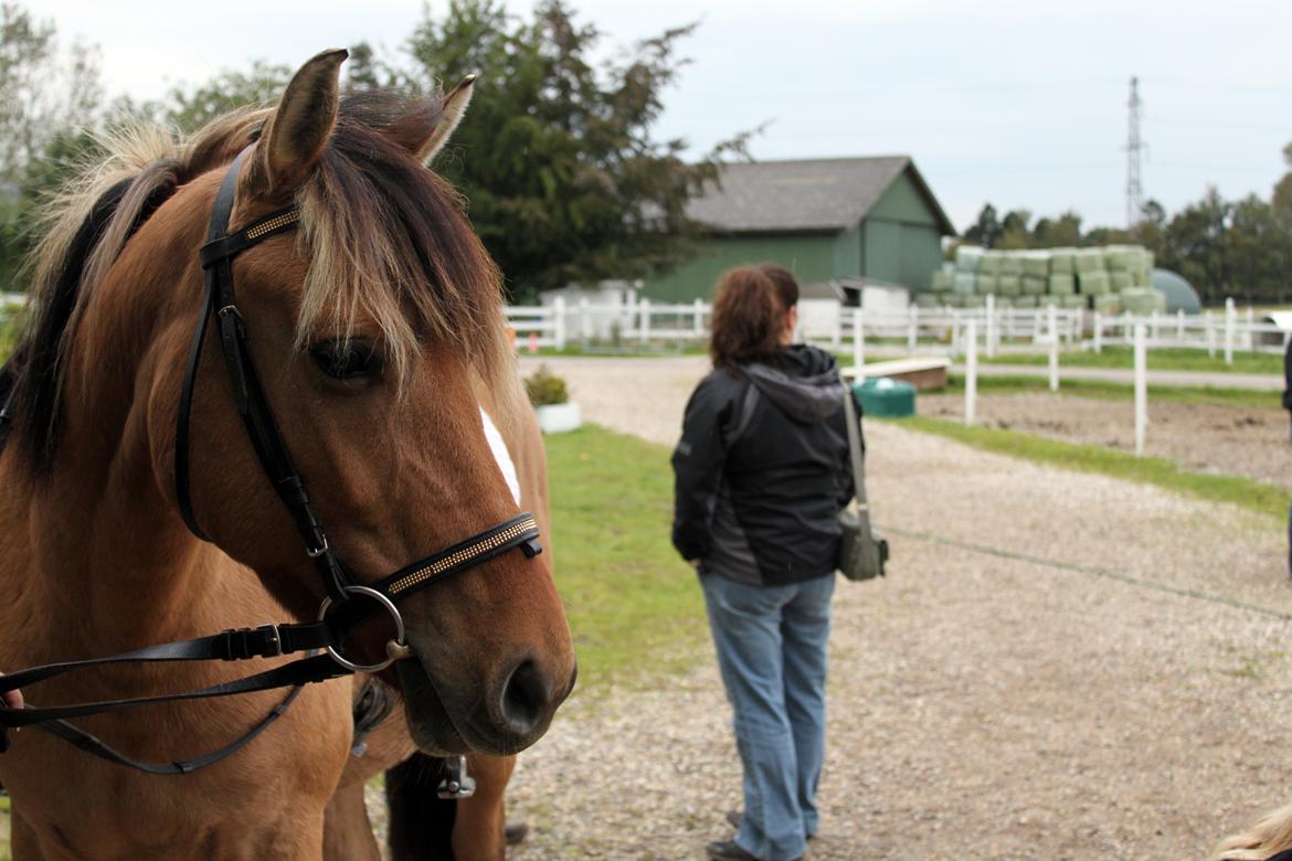 Anden særlig race Manja billede 2