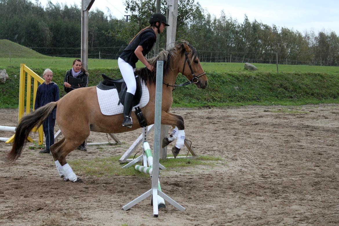Anden særlig race Manja billede 4