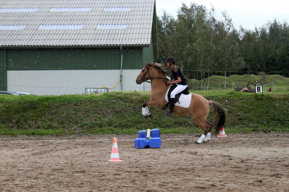 Anden særlig race Manja billede 5