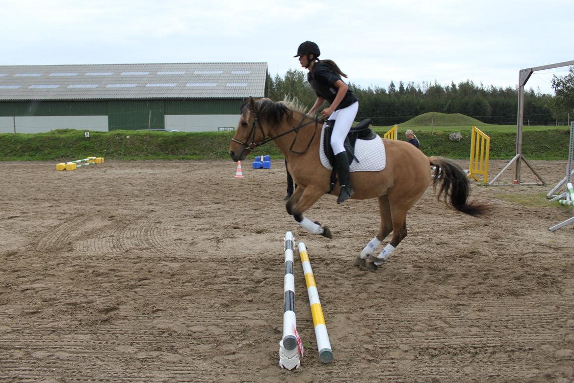 Anden særlig race Manja billede 6