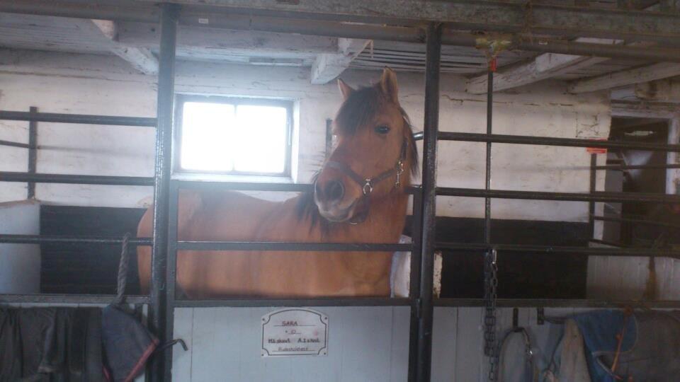 Anden særlig race Manja billede 9