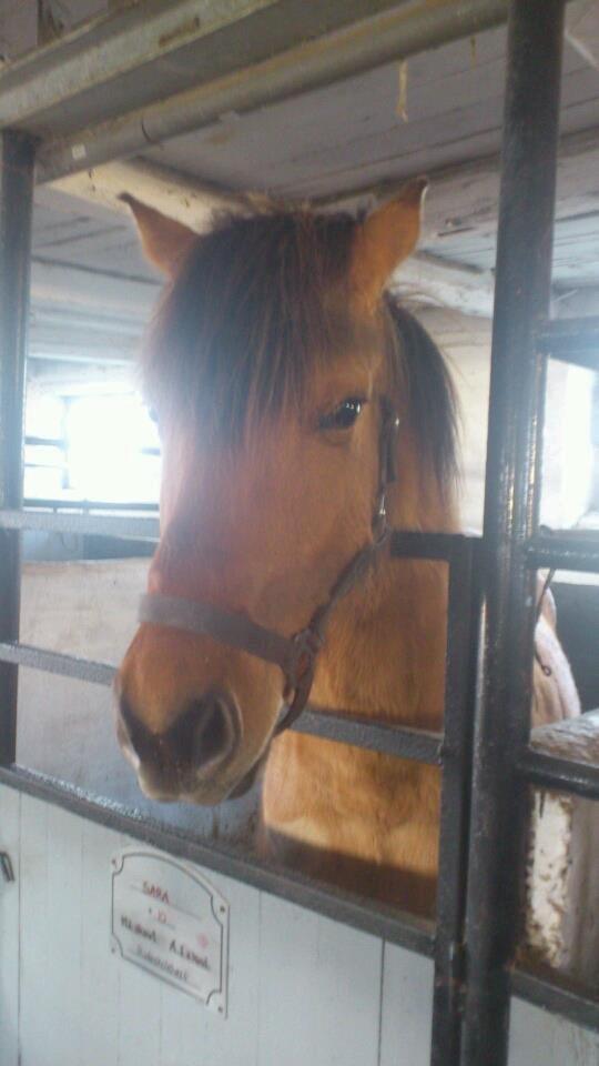 Anden særlig race Manja billede 10