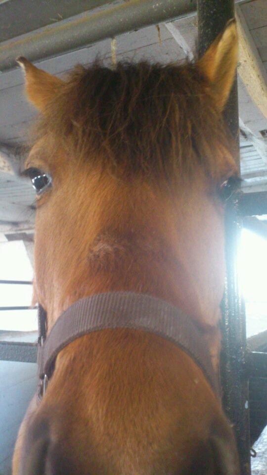 Anden særlig race Manja billede 11