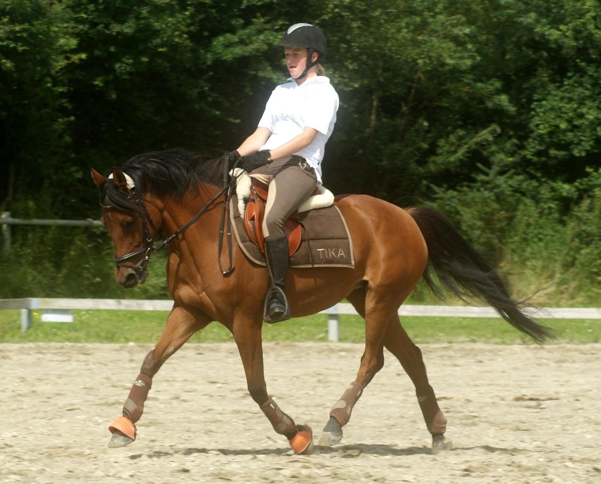 Anden særlig race Franciska - August 2012, dressur :) Foto: Anne Rafn billede 7