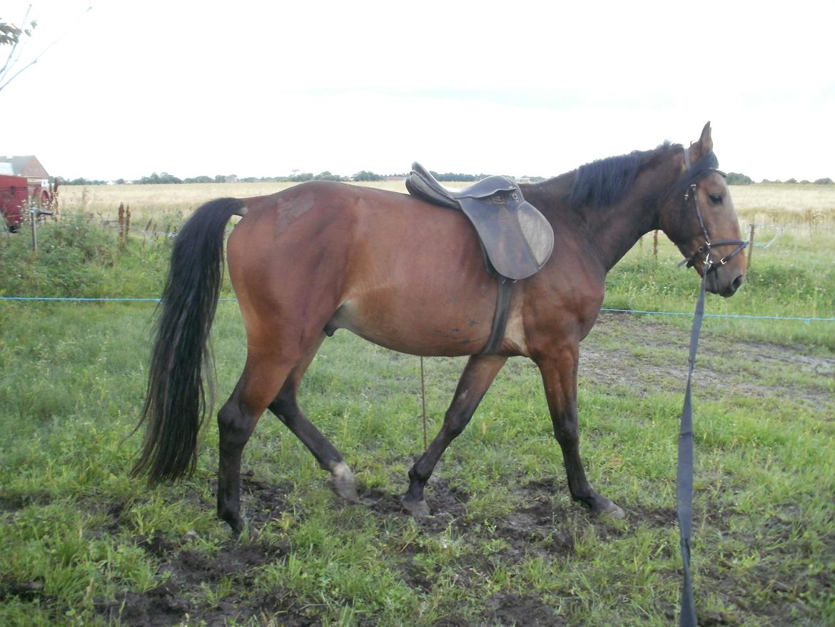 Anden særlig race Lucas billede 12