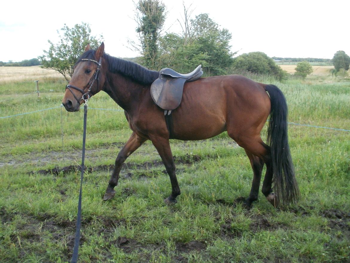 Anden særlig race Lucas billede 13