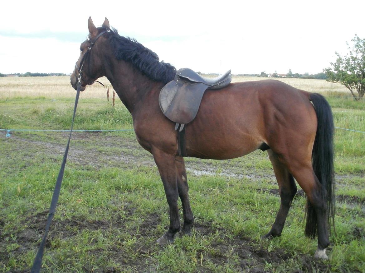 Anden særlig race Lucas billede 14